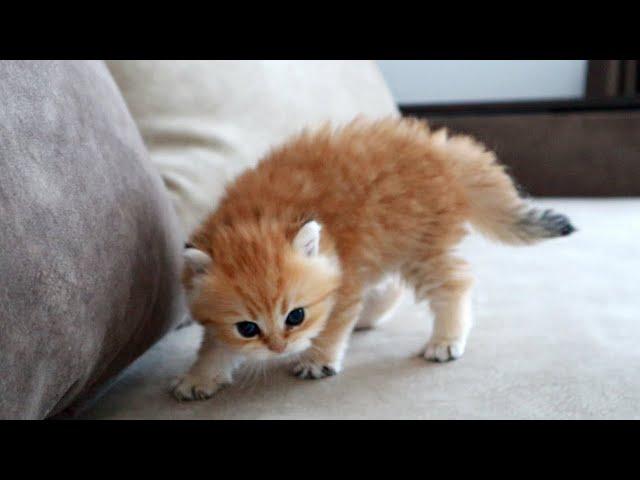 The most dangerous kitten in the world