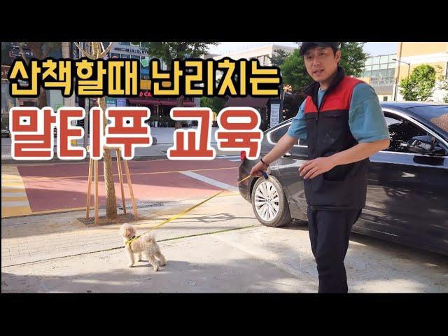 짖고 흥분하는 말티푸 강아지 산책 교육 7단계 총정리