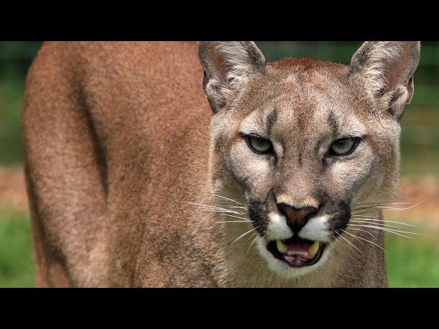 Mountain Lion Snarls and Growls Sound Effect