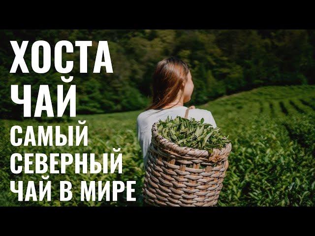 Хоста чай  Чай в Сочи самый северный чай в мире!