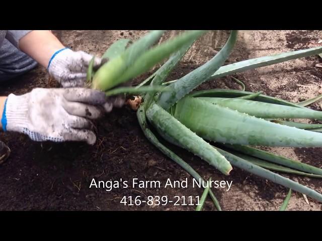 How to plant Aloe Vera