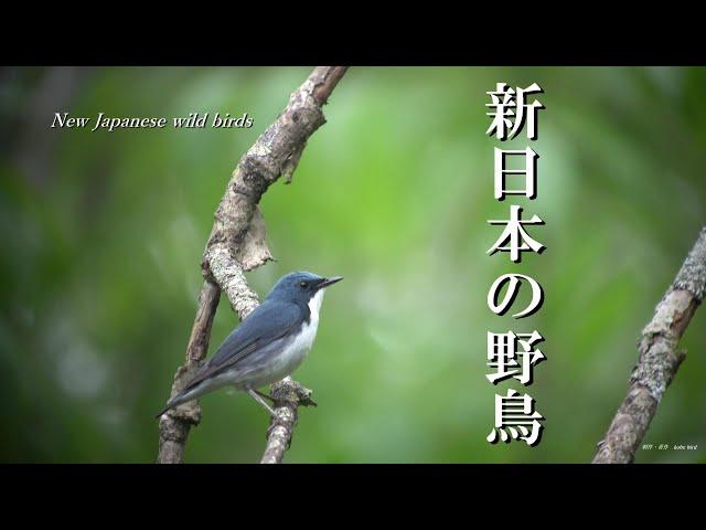 新日本の野鳥