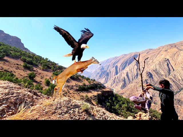 Nomads Solution to Prevent Eagles from Attacking Goats #IRAN