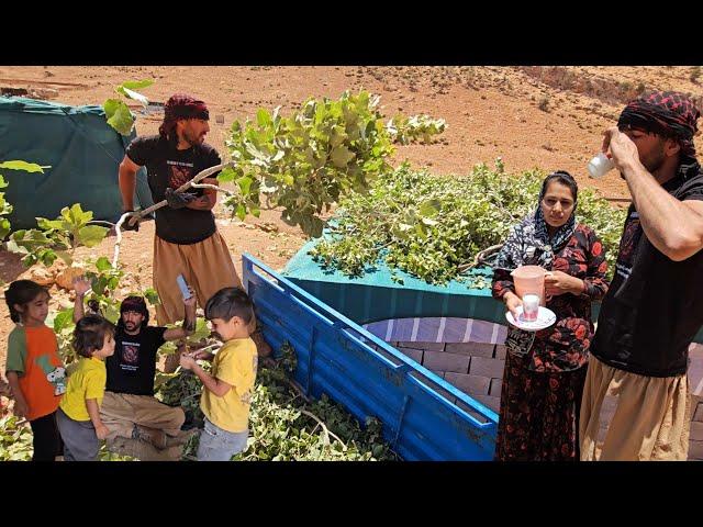 Milking cows and building a roof for a nomadic house in the mountains