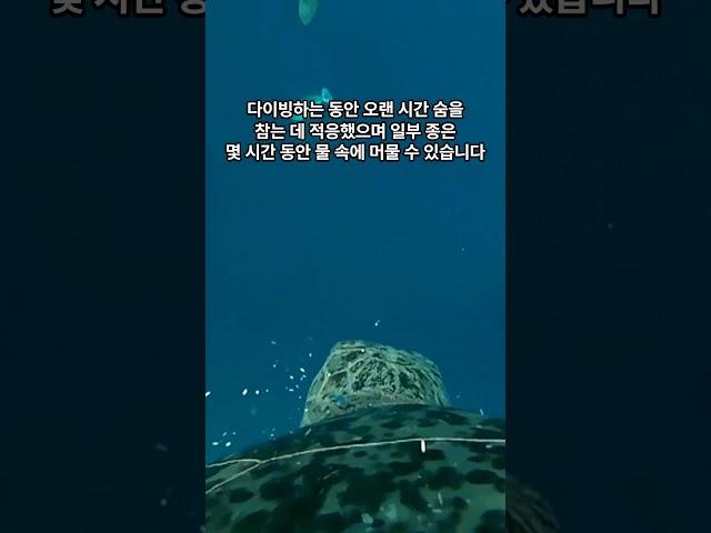 대부분 사람들이 모르는 바다 거북이의 특징 #shorts