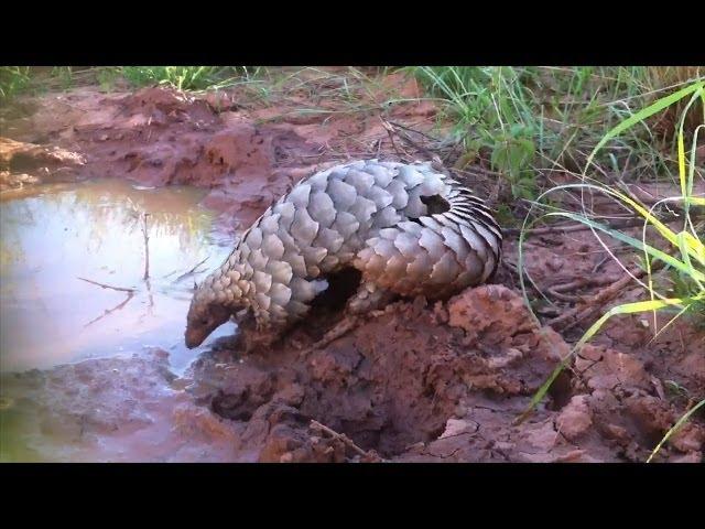 Adorable pangolin has an awesome time in the mud