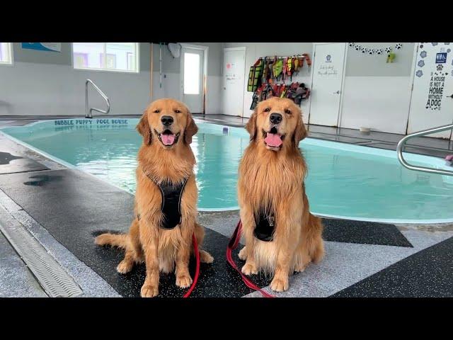 My Dog Teaches His Son How to Swim