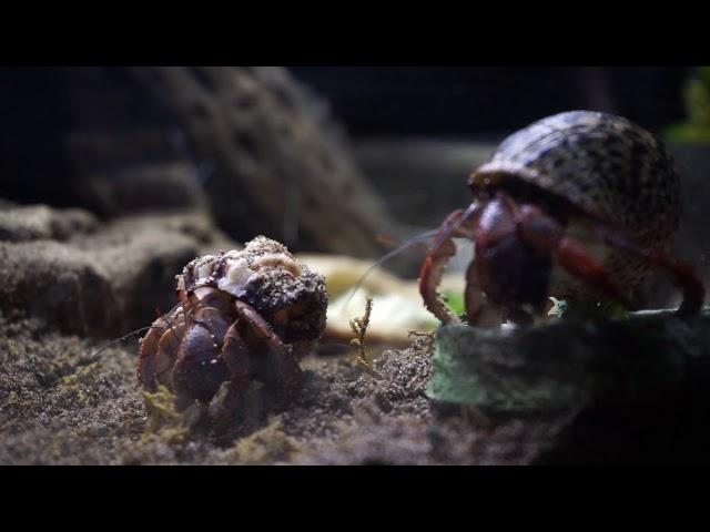 "Purple Pincher" Caribbean Hermit Crabs