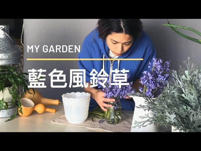 【園丁的前院】收割Jo Malone清香的藍色風鈴草 Spanish Bluebell harvesting