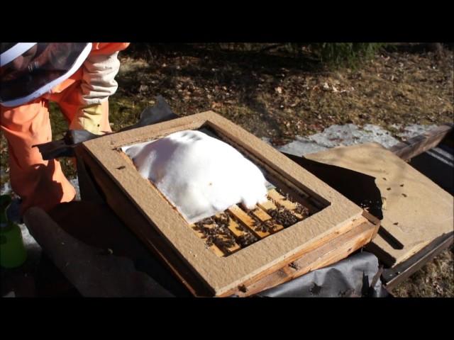 Feeding Carniolan honey bee hive with Mountain Camp method