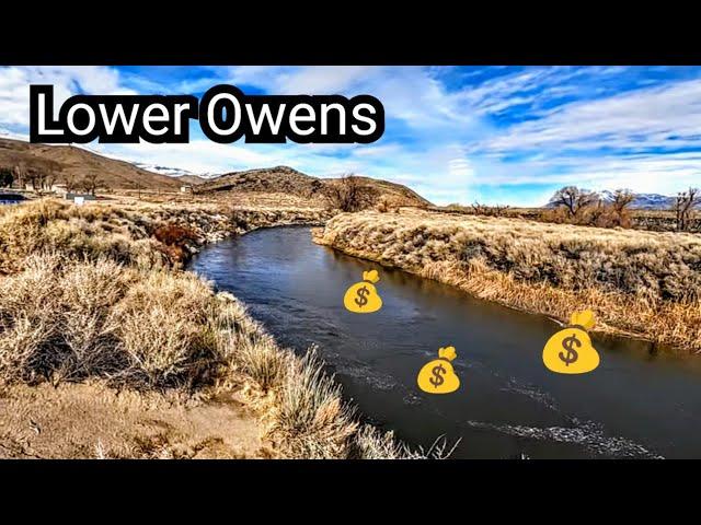 Expensive Fish | Lower Owens River Trout Fishing | Eastern Sierra