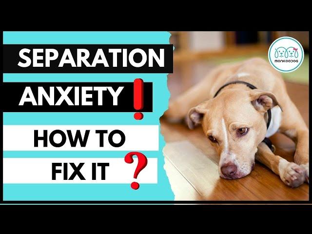 How to fix Separation Anxiety in your Dog at home . || Monkoodog