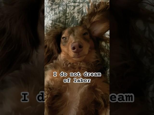 I do not dream of labor  #miniaturedachshund #shorts