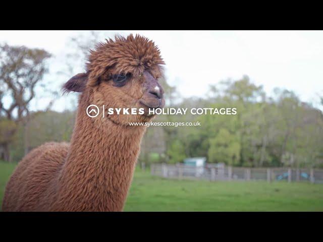 Alpaca Walk | Experience More in the Lake District | Sykes Holiday Cottages