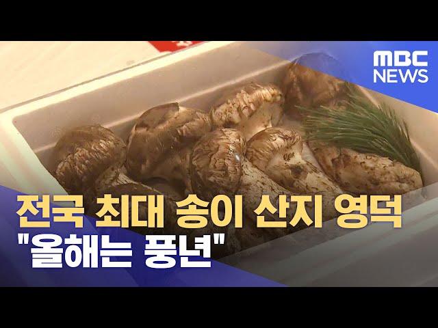 국내 최대 영덕 송이 산지..제철 맞아 (2023.10.06/뉴스데스크/포항MBC)