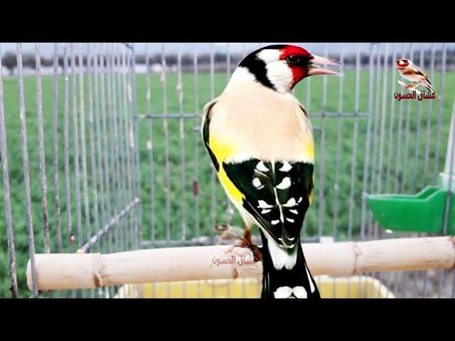 Best goldfinch song this day