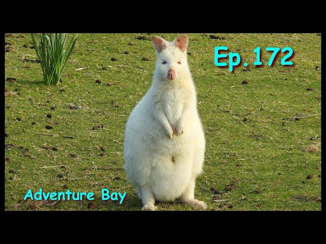 Ep.172. Adventure Bay