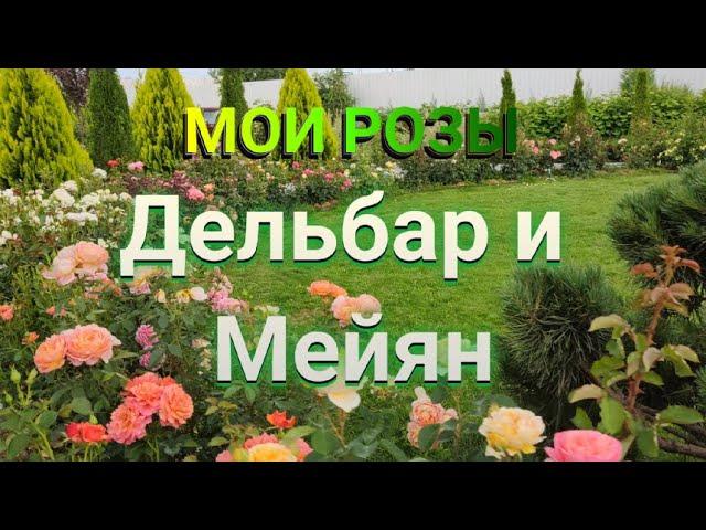 РОЗЫ ДЕЛЬБАР И МЕЙЯН В МОЕМ САДУ | Ароматные розы | Самые ароматные розы