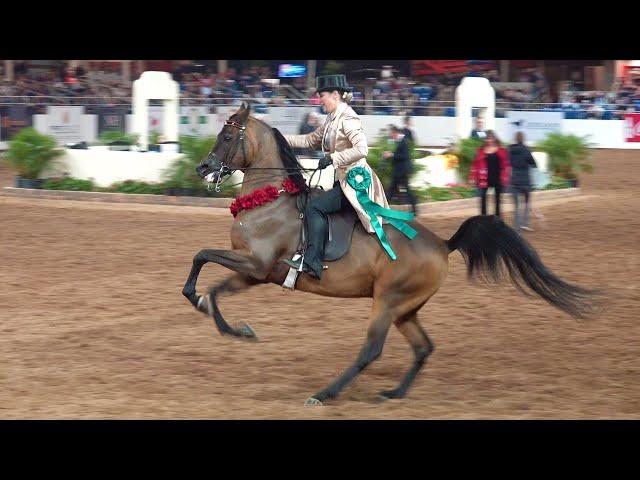 Scottsdale Arabian Horse Show Park Championship ATR 2022