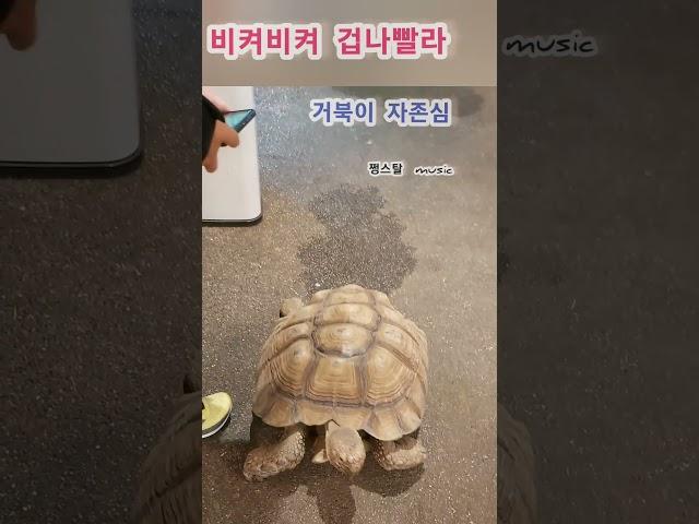 #일상브이로그 #거북이#경주 #turtle #race #run #speed #animals #거북이키우기 #icandoit  #끈기 #도전 #브라보파이팅#빠름