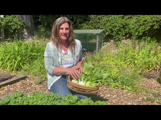 Sowing, Growing And Harvesting Delicious Pak Choi