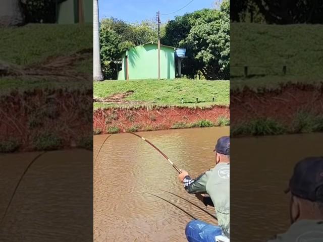 TILAPIA ACTION#tilapia #fishing #fishing