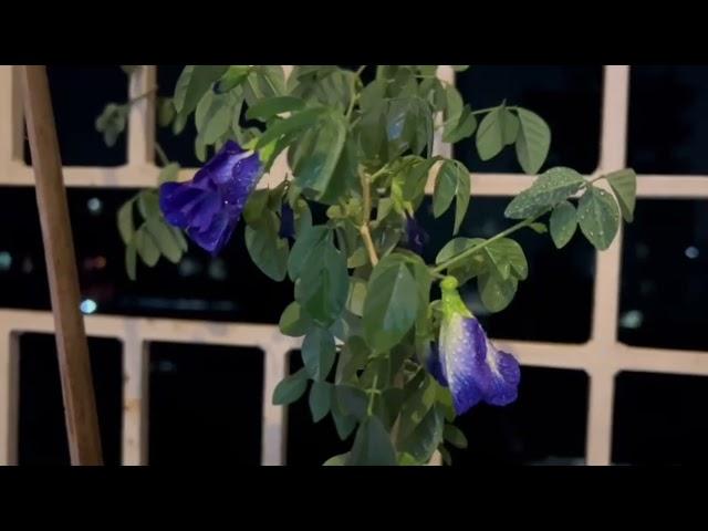 Clitoria ternatea (Asian pigeonwings,bluebellvine)