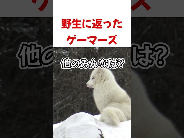 野生に返ったゲーマーズ【ホロライブ切り抜き】#shorts #short #白上フブキ #大神ミオ #猫又おかゆ #戌神ころね