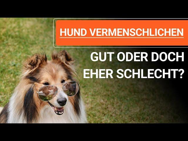  Stephanie Salostowitz ️ Hund vermenschlichen - Gut oder doch eher schlecht? ️