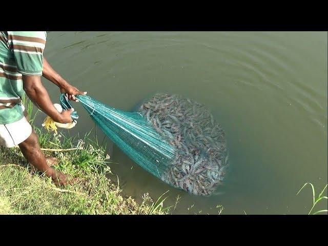 PRAWN CATCHING AT POND