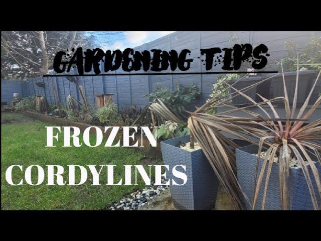 WHAT TO DO WITH FROZEN CORDYLINES 