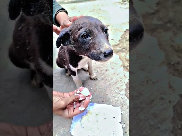 Pretty little baby #streetdog #pet