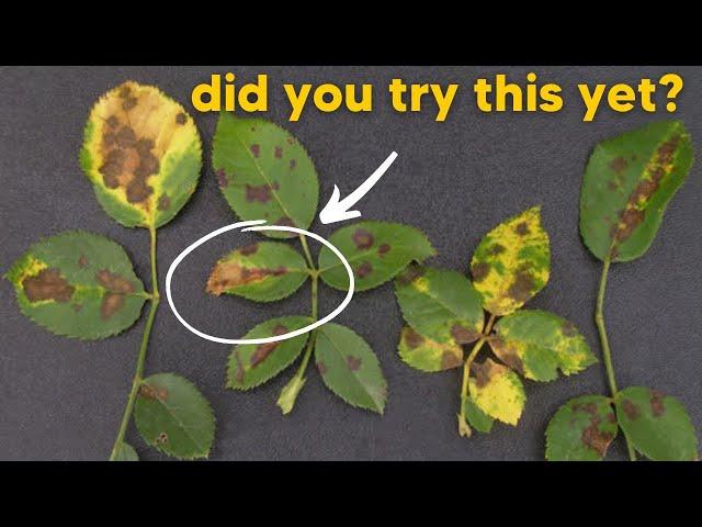 Prevent Black Spots On Rose Leaves In 3 Steps