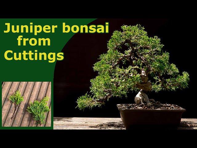 Growing Juniper bonsai from cuttings!