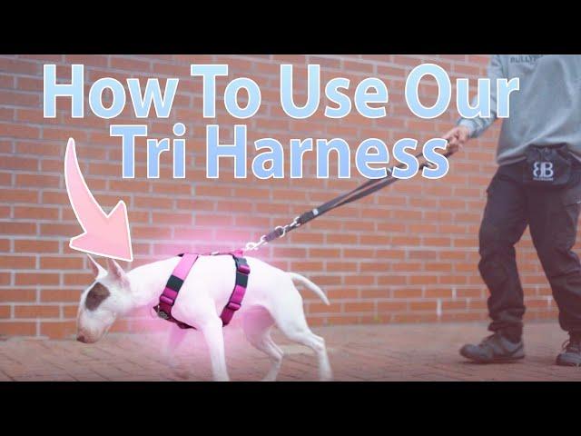 How To Use The Popular TRI-Harness v2.0 (Anti-Pull)