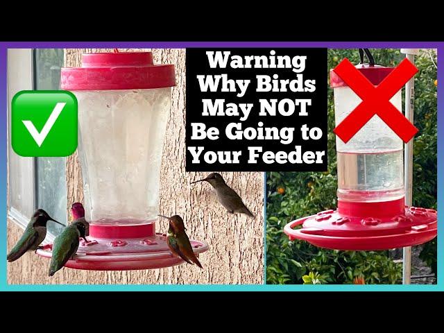 Warning on Hummingbirds  NOT using Your Hummingbird Feeder Weather/Reasons KNOW the Nectar Recipe