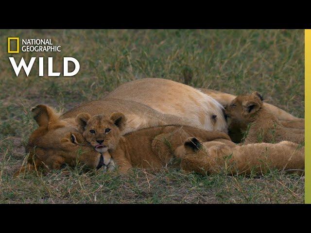 Lion Mother Keeps Cubs Safe From Predator | Born In Africa