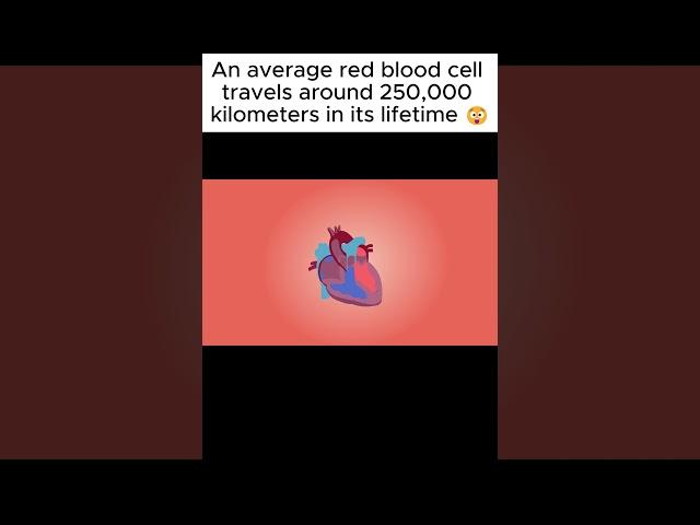 This Tiny Cell Travels 250,000 KM Inside Your Body! 🩸 #Shorts