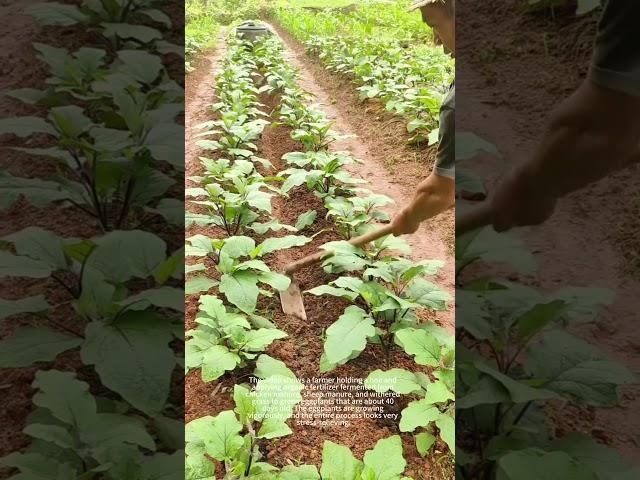 The Organic Fertilization Story of 40-Day-Old Green Eggplants
