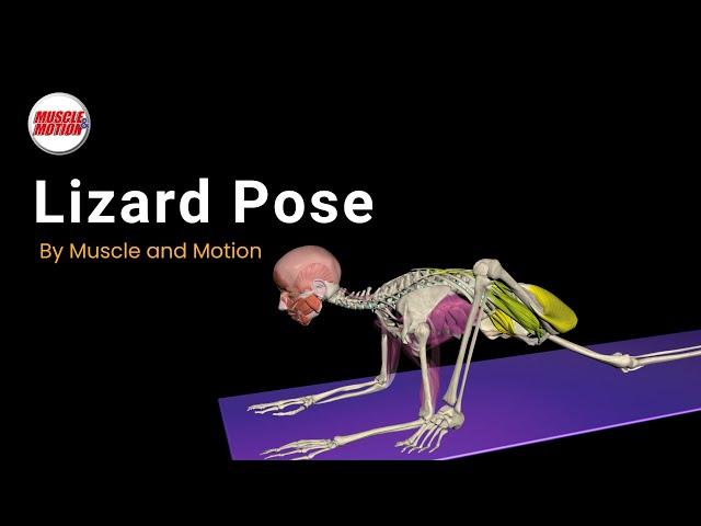 Lizard Pose: Achieve Optimal Hip Mobility