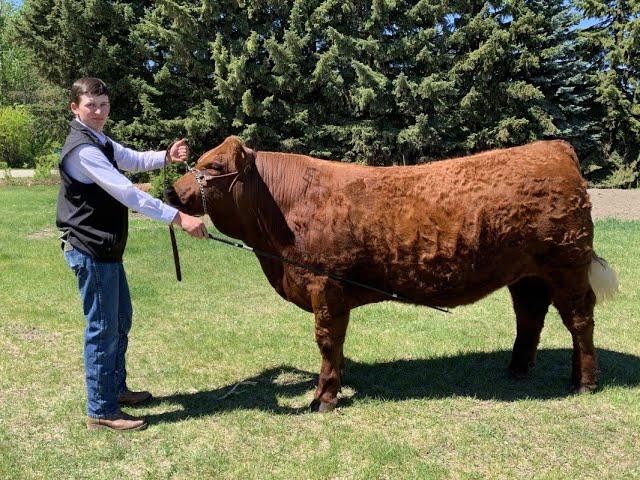 Steven Newell 4-H Steer 2021