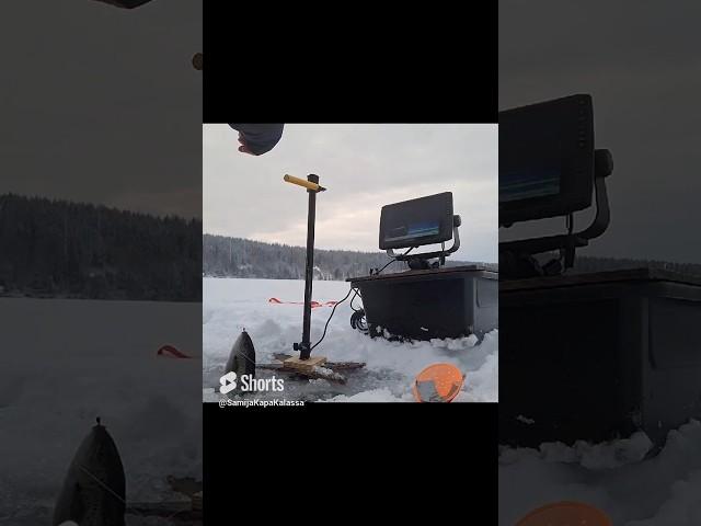 Trout strikes! #trout #icefishing #fishing #little