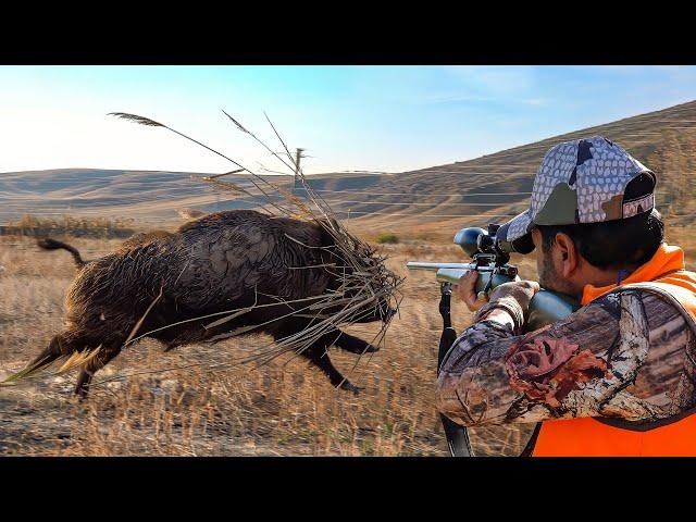 SWAMP MONSTER! TOP MASSIVE BOAR HUNTS - UNBELIEVABLE ACTION SCENES!