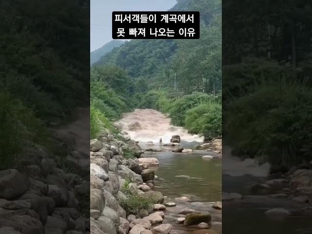 피서객들이 계곡에서 못 빠져나오는 이유