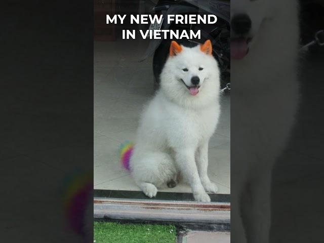 MY FRIEND IN VIETNAM