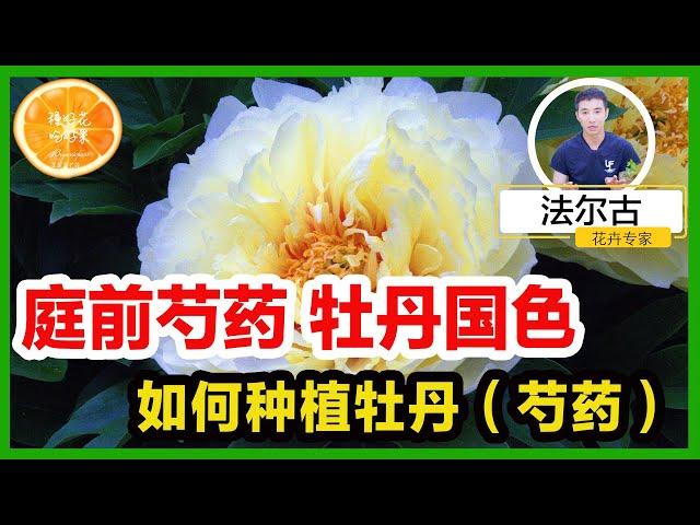 在家种牡丹吧 庭前牡丹 花开富贵 | 牡丹花种植技巧全公开 | 洛杉矶 西雅图 纽约地区 牡丹种植注意事项 | 种植牡丹花需要哪种土壤 | 如何浇水 | 如何施肥 | 如何防治病虫害 |  花卉种植