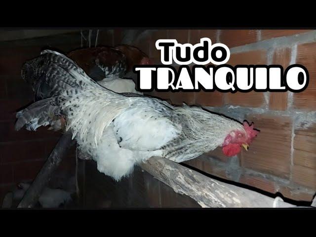 O Que Acontece no Quintal à Noite, De Olho nas Galinhas!