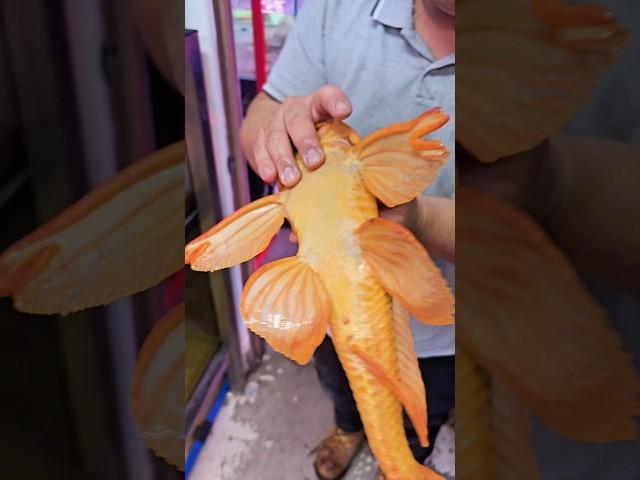 The Albino Sailfin Pleco Monster Fish #tropicalfish #catfish #aquariumhobby