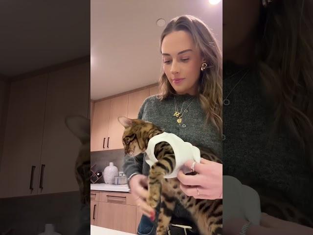 Brooke Schofield & Her Adorable Cat Playtime! . #brookeschofield #catlovers #cutecats #viralpets