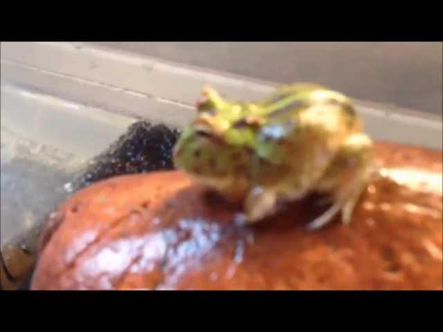 C. cranwelli X C. cornuta (Hybrid) - GREEN-FANTASY - by PACpedia (M&L Pacman Frogs)